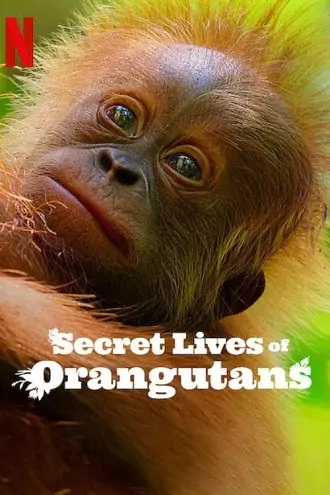 Secret Lives of Orangutans | 2024 | Hindi-English | 480p 720p 1080p Secret Lives of Orangutans | 2024 | Hindi-English | 480p 720p 1080p